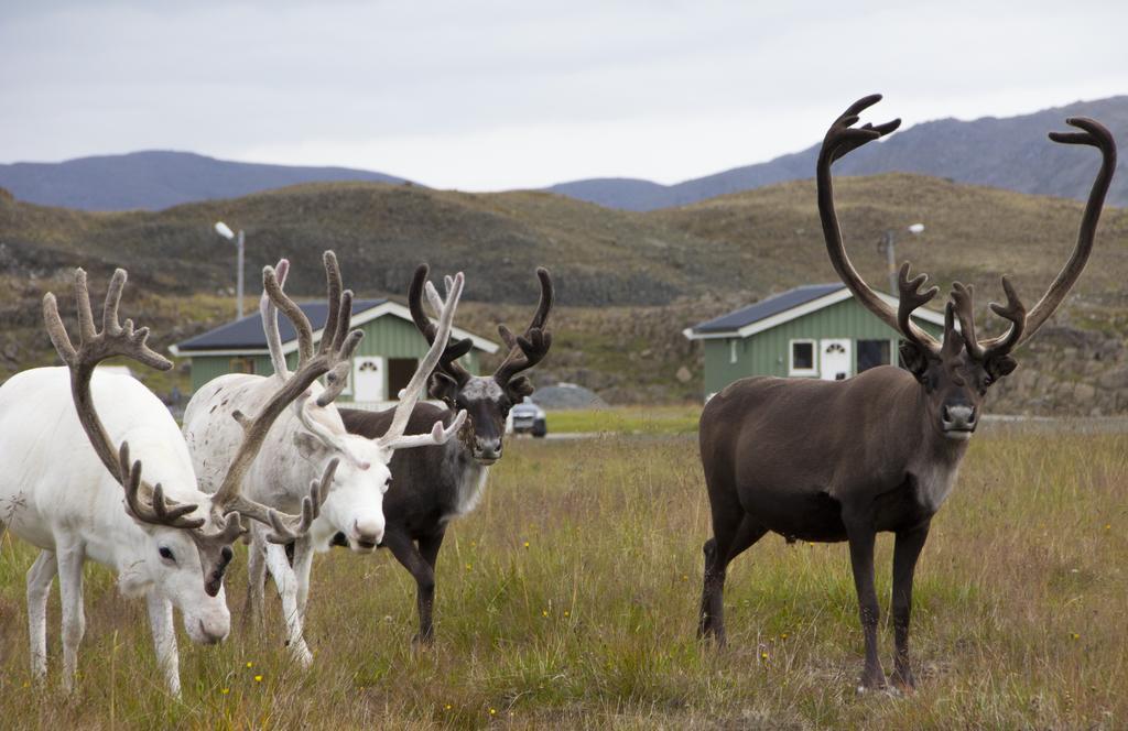 Nordkapp Camping Honningsvåg Chambre photo