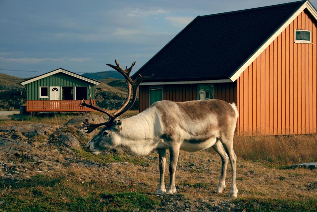 Nordkapp Camping Honningsvåg Extérieur photo